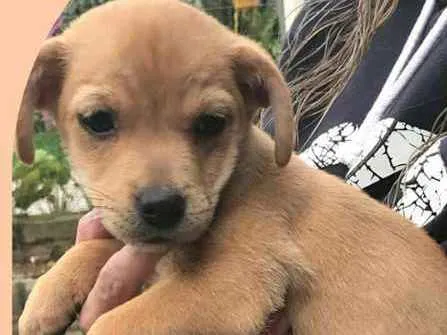 Cachorro ra a Indefinida idade 2 a 6 meses nome Guria