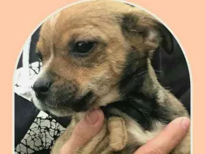Cachorro raça Indefinida idade 2 a 6 meses nome Menina