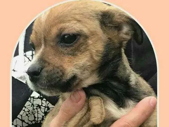 Cachorro ra a Indefinida idade 2 a 6 meses nome Menina
