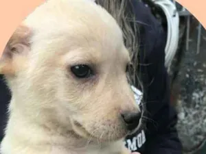 Cachorro raça Indefinida idade 2 a 6 meses nome Marley