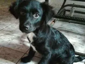 Gato raça Vira lata idade 2 a 6 meses nome Titelinha 