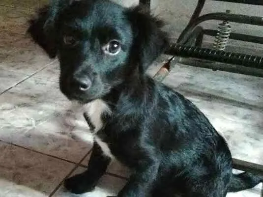 Cachorro ra a Vira lata idade Abaixo de 2 meses nome Sem nome