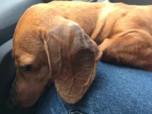 Cachorro raça Basset idade 1 ano nome Sem nome