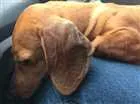 Cachorro raça Basset idade 1 ano nome Sem nome