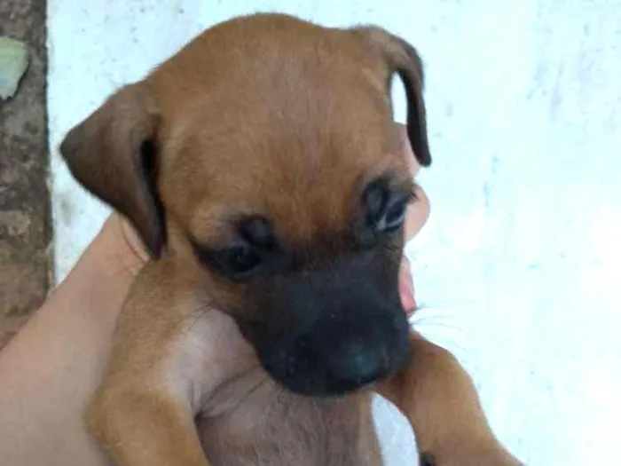 Cachorro ra a Pincher idade Abaixo de 2 meses nome Filhotes sem nome