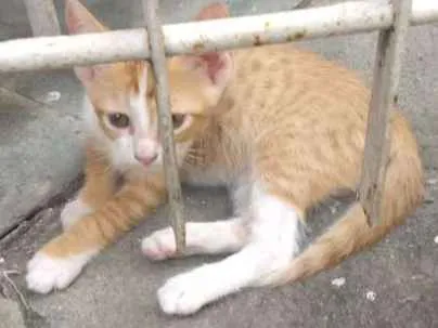 Gato ra a Mestiça idade 2 a 6 meses nome Nemo