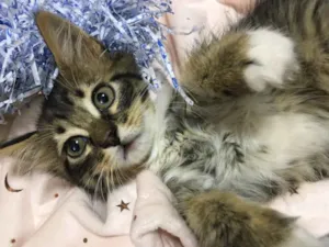Gato raça SRD idade 2 a 6 meses nome PIÑA