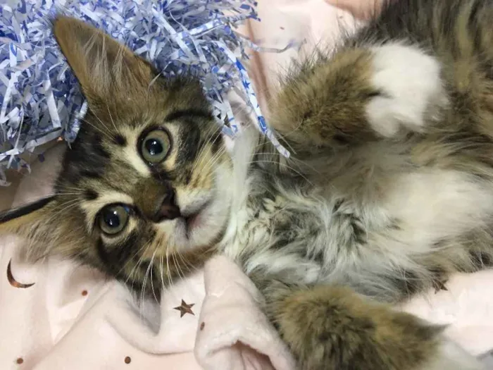 Gato ra a SRD idade 2 a 6 meses nome PIÑA