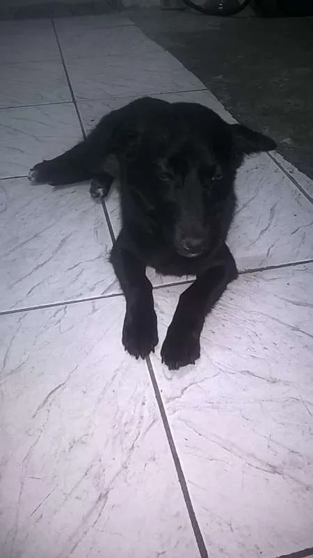 Cachorro ra a SRD idade 1 ano nome tequila