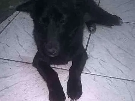 Cachorro ra a SRD idade 1 ano nome tequila