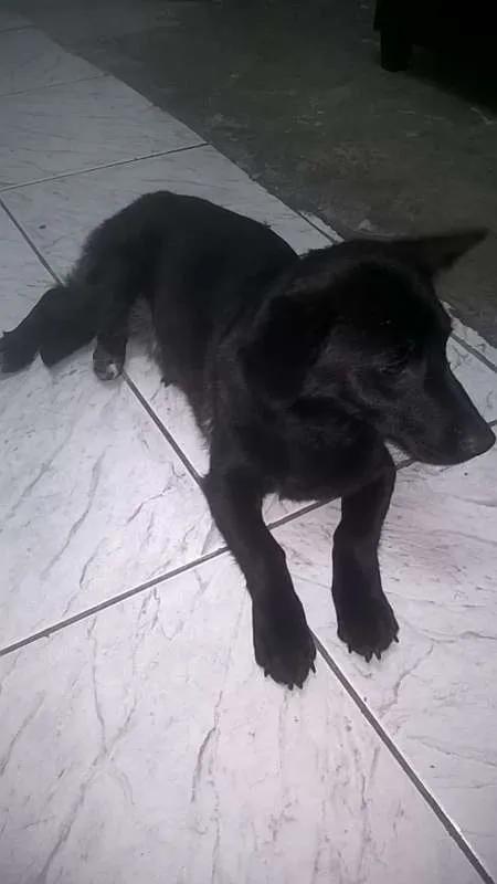 Cachorro ra a SRD idade 1 ano nome tequila