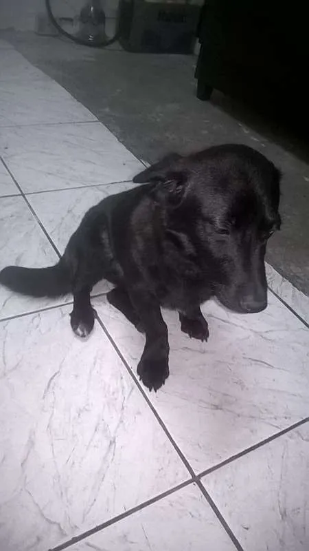 Cachorro ra a SRD idade 1 ano nome tequila