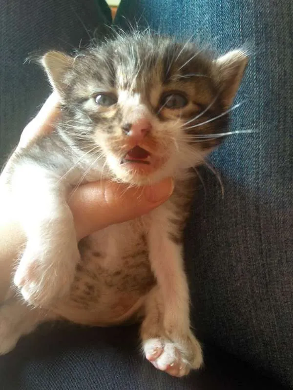 Gato ra a Vira lata idade Abaixo de 2 meses nome Harry