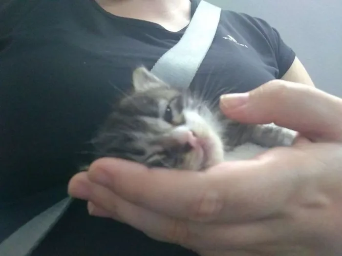 Gato ra a Vira lata idade Abaixo de 2 meses nome Harry