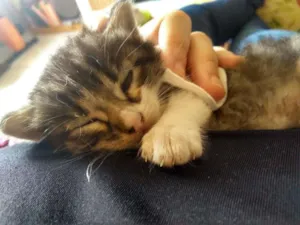 Gato raça Vira lata idade Abaixo de 2 meses nome Harry