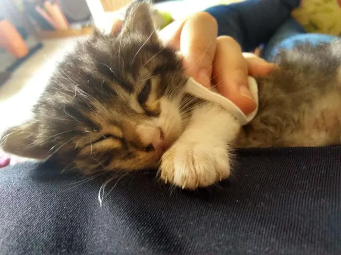 Gato ra a Vira lata idade Abaixo de 2 meses nome Harry