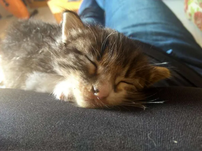 Gato ra a Vira lata idade Abaixo de 2 meses nome Harry