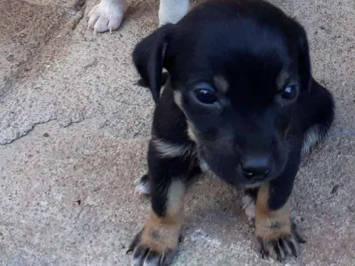 Cachorro ra a SRD idade Abaixo de 2 meses nome Nina e july