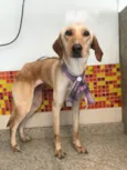 Princesa
