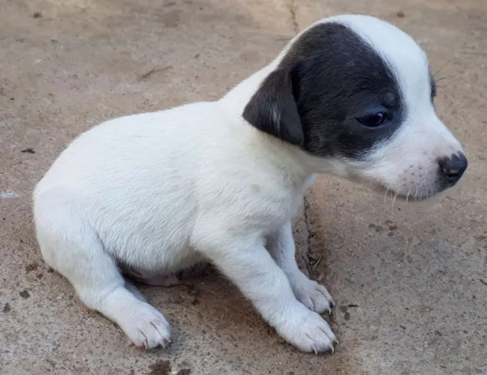 Cachorro ra a SRD idade Abaixo de 2 meses nome Nina e july