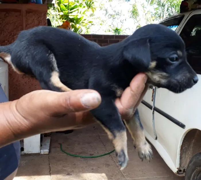 Cachorro ra a SRD idade Abaixo de 2 meses nome Nina e july