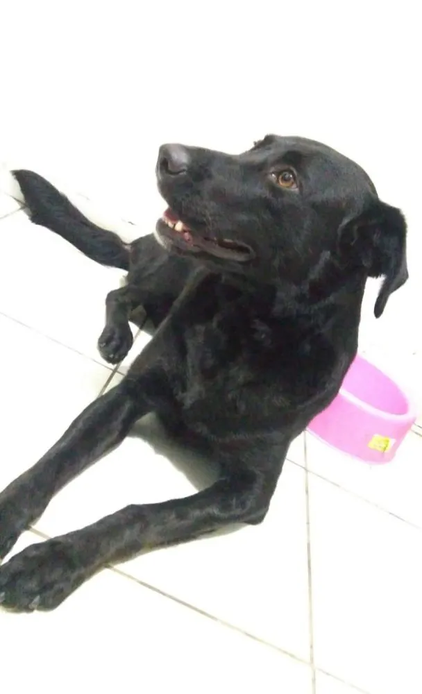 Cachorro ra a Vira lata, mistura de labrador idade 2 anos nome Kylie 
