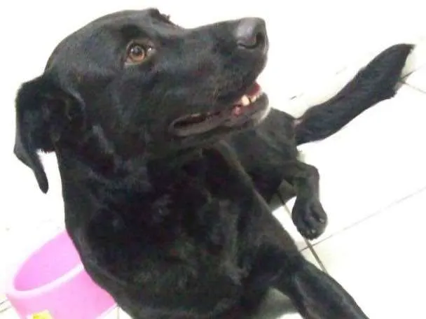 Cachorro ra a Vira lata, mistura de labrador idade 2 anos nome Kylie 