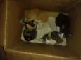 Gatos