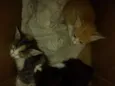 Gatos