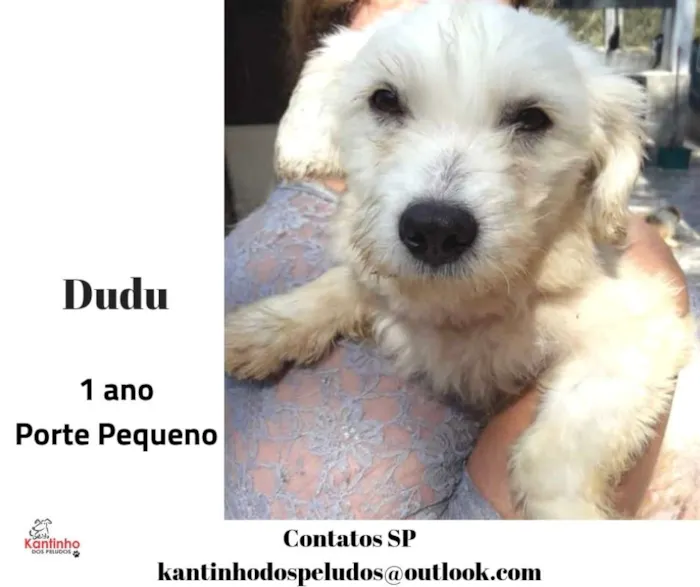 Cachorro ra a  idade 1 ano nome Dudu Pequeno