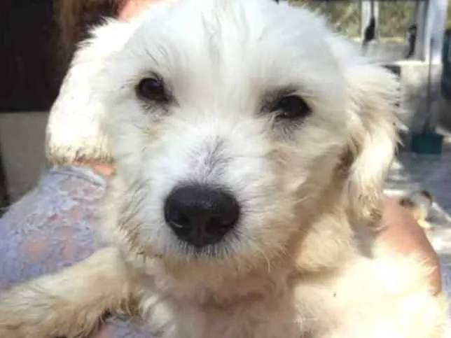 Cachorro ra a  idade 1 ano nome Dudu Pequeno