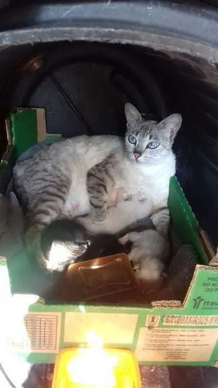Gato ra a Indefinidos idade Abaixo de 2 meses nome Sem Nomes