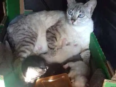 Gato ra a Indefinidos idade Abaixo de 2 meses nome Sem Nomes