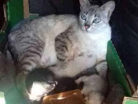 Gato ra a Indefinidos idade Abaixo de 2 meses nome Sem Nomes