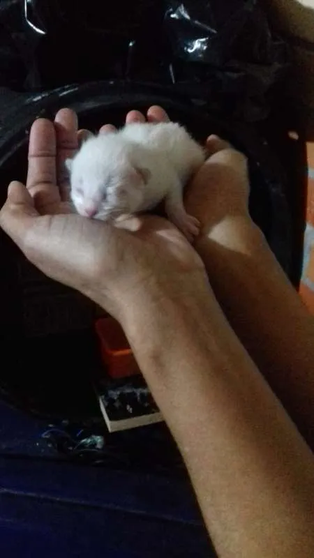 Gato ra a Indefinidos idade Abaixo de 2 meses nome Sem Nomes