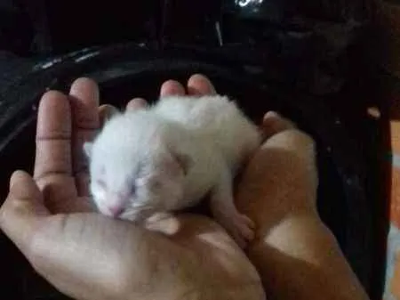 Gato ra a Indefinidos idade Abaixo de 2 meses nome Sem Nomes
