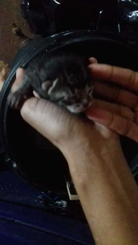 Gato ra a Indefinidos idade Abaixo de 2 meses nome Sem Nomes