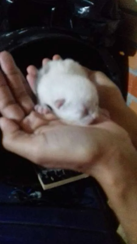 Gato ra a Indefinidos idade Abaixo de 2 meses nome Sem Nomes