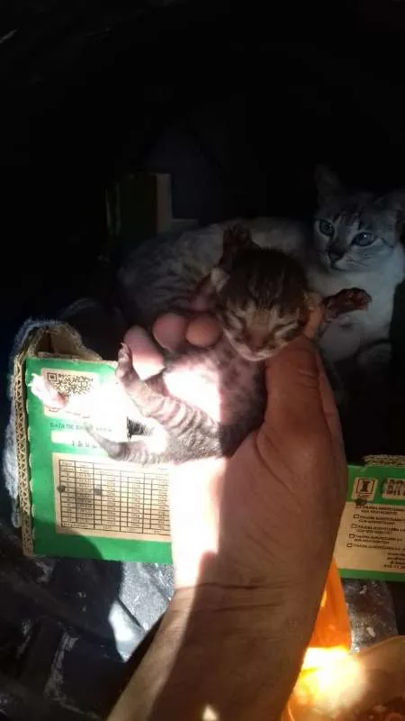 Gato ra a Indefinidos idade Abaixo de 2 meses nome Sem Nomes