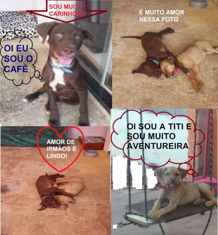 Cachorro ra a mestiço idade 2 a 6 meses nome Titi e Café