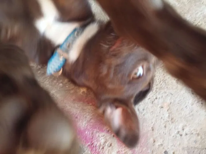 Cachorro ra a mestiço idade 2 a 6 meses nome Titi e Café