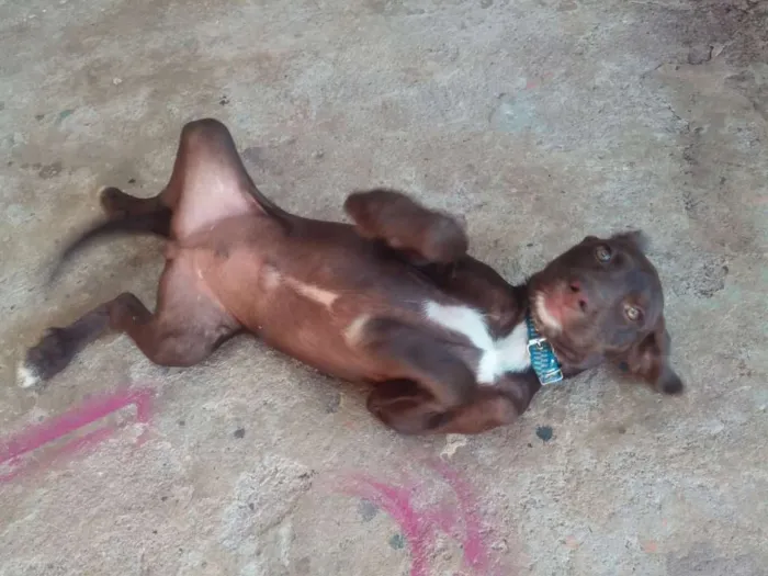 Cachorro ra a mestiço idade 2 a 6 meses nome Titi e Café