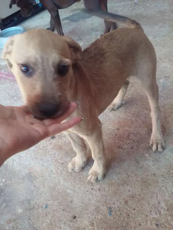 Cachorro ra a mestiço idade 2 a 6 meses nome Titi e Café