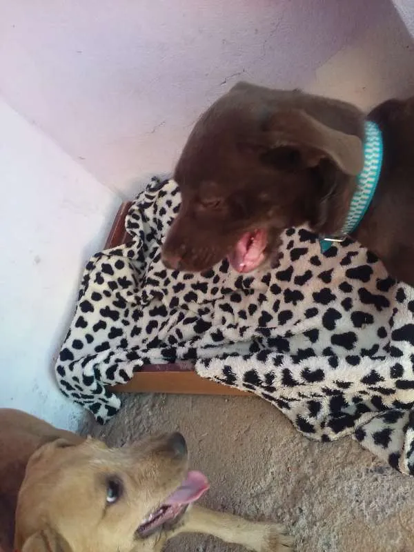 Cachorro ra a mestiço idade 2 a 6 meses nome Titi e Café