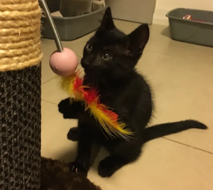 Gato ra a SRD idade 2 a 6 meses nome DUDU