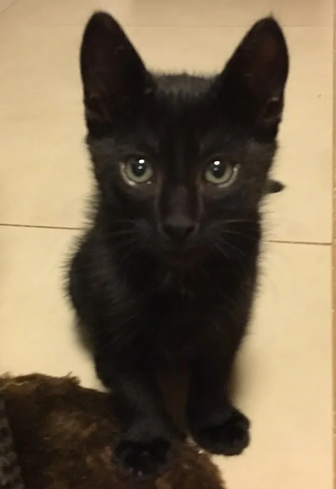 Gato ra a SRD idade 2 a 6 meses nome DUDU