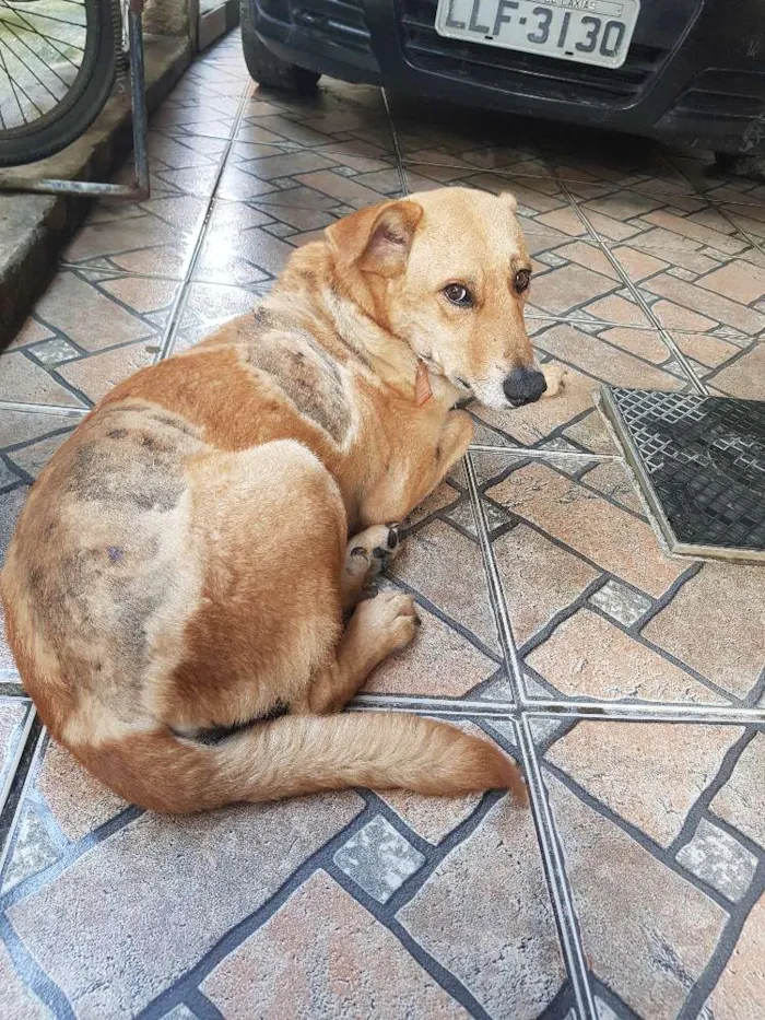 Cachorro raça SRD idade 4 anos nome Loiro