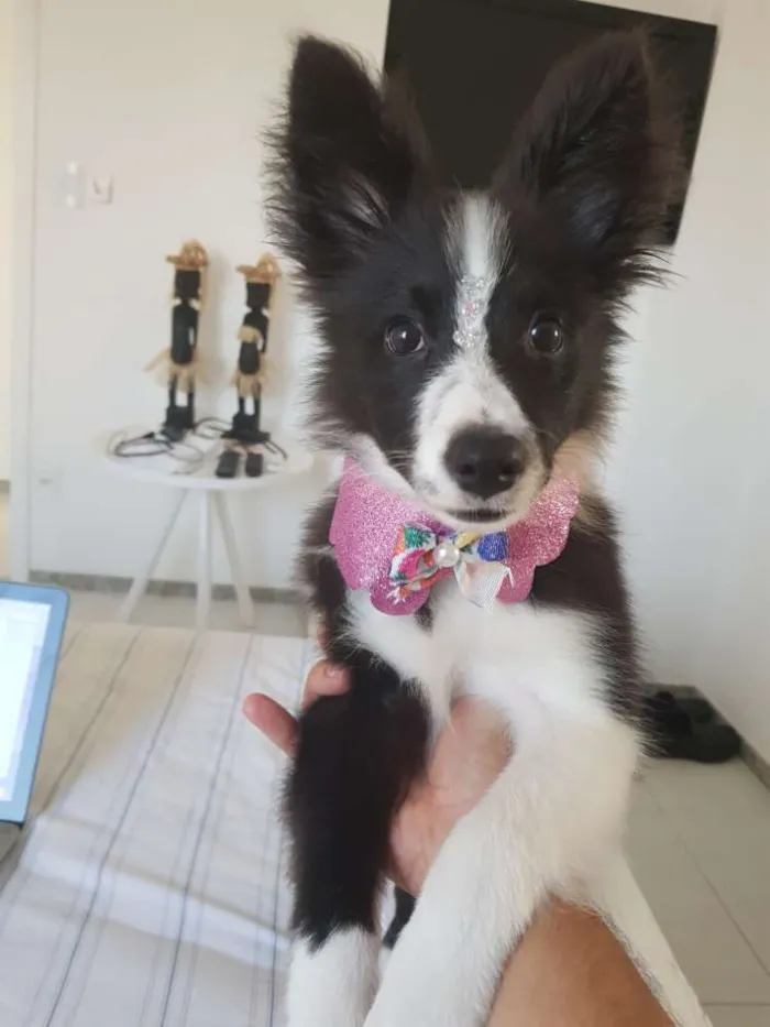 Cachorro raça Border Collie idade 2 a 6 meses nome Becky