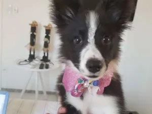 Cachorro raça Border Collie idade 2 a 6 meses nome Becky