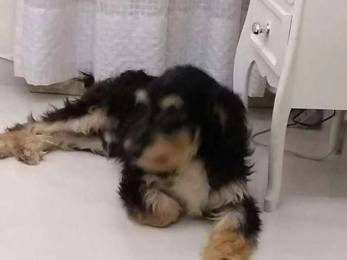 Cachorro ra a Não definida idade 1 ano nome Sorisso